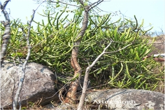 Euphorbia royleana